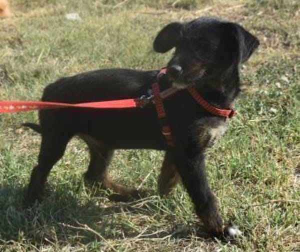 Sid - auf ICE AGE Spuren