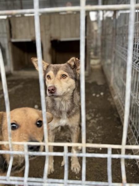 Rani wartet auf einen Neustart