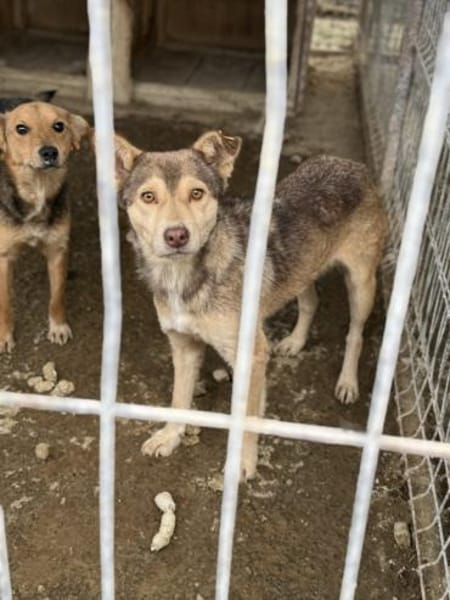 Rani wartet auf einen Neustart