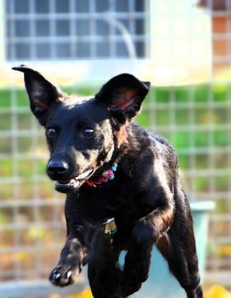 Sensible Leesha sucht ihre Menschen