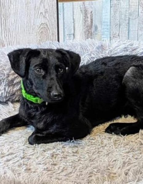 Sensible Leesha sucht ihre Menschen