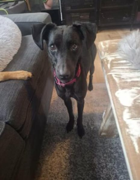 Sensible Leesha sucht ihre Menschen