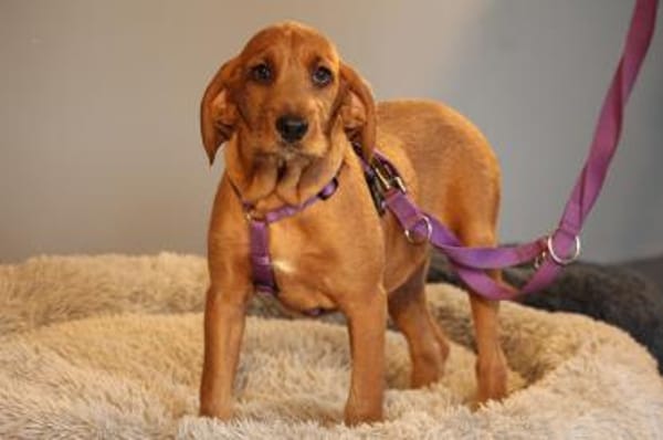 Sinella eine Hündin mit großem Herz...