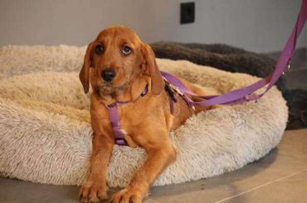 Sinella eine Hündin mit großem Herz...