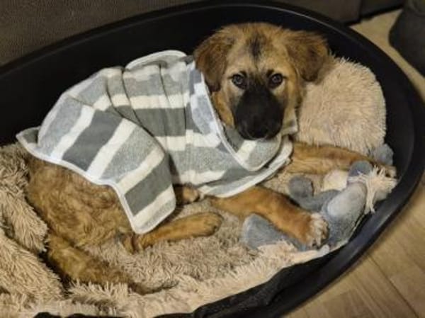 Timmysucht sein großes Glück