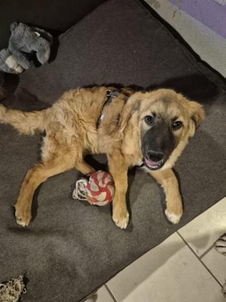 Timmysucht sein großes Glück