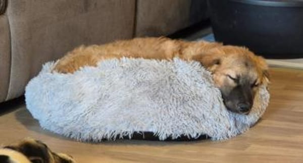 Timmysucht sein großes Glück