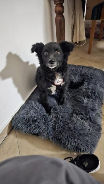 💕Mara💕 sucht ihre Menschen 💕🐾💕