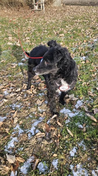 💕Mara💕 sucht ihre Menschen 💕🐾💕