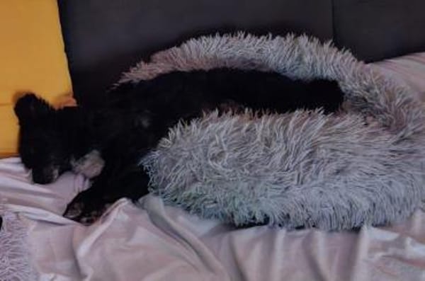 💕Mara💕 sucht ihre Menschen 💕🐾💕