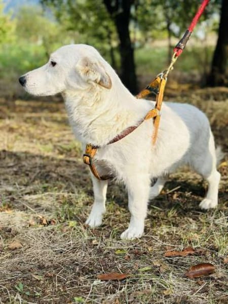 JackRussell-Dackel-Mix ZURi 😍 in Zittau