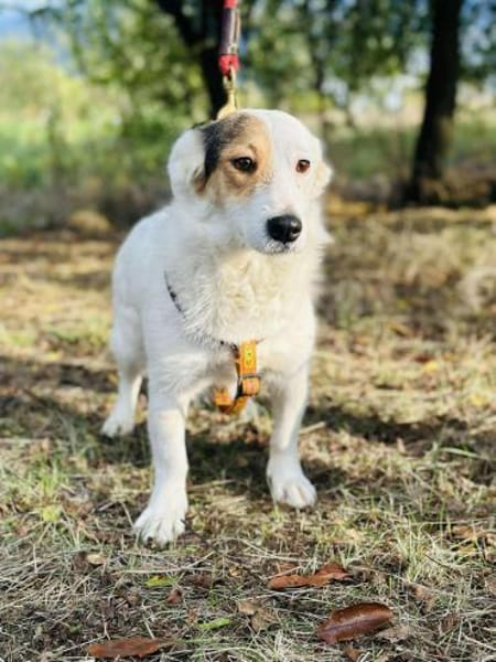 JackRussell-Dackel-Mix ZURi 😍 in Zittau