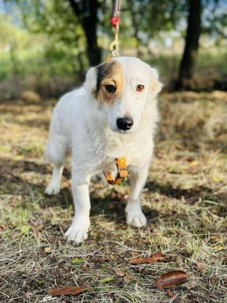 JackRussell-Dackel-Mix ZURi 😍 in Zittau