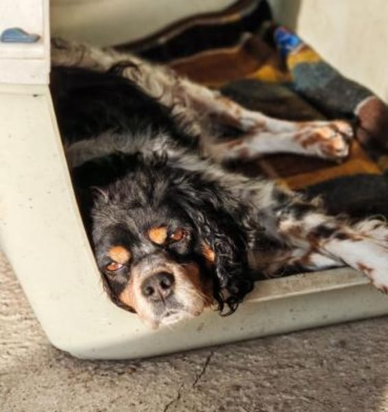 💕Fariba💕 sucht ihre Menschen💕