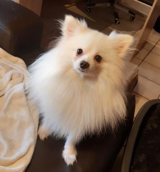 Snowy in 27478 Cuxhaven #