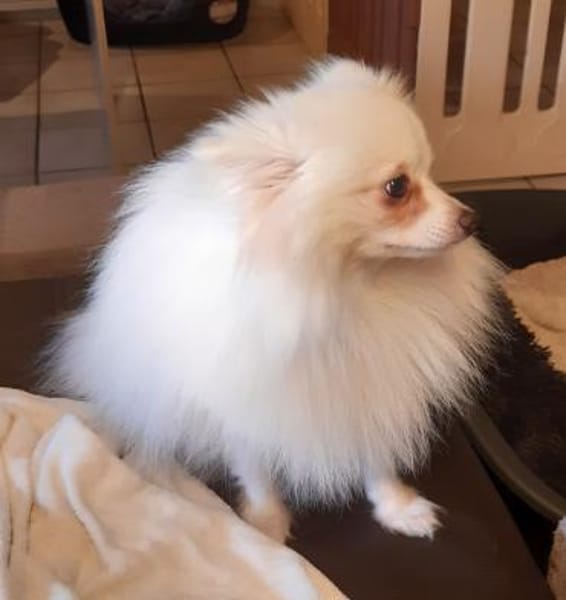 Snowy in 27478 Cuxhaven #