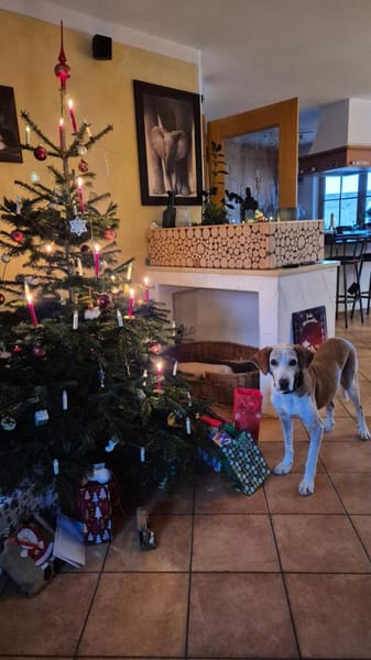 💙Sam💙sucht ein liebevolles Zuhause 🫶