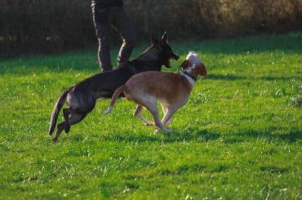 💙Sam💙sucht ein liebevolles Zuhause 🫶