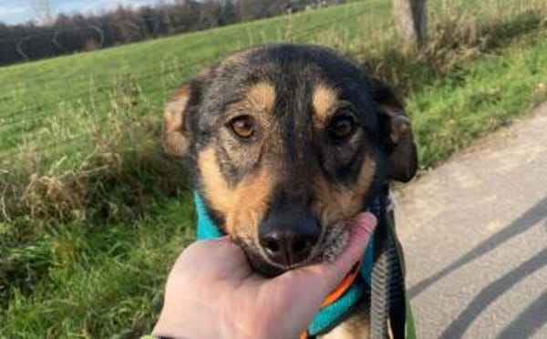 Daphne sucht aktive Menschen