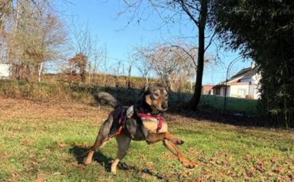 Daphne sucht aktive Menschen