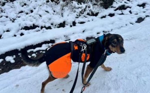 Daphne sucht aktive Menschen