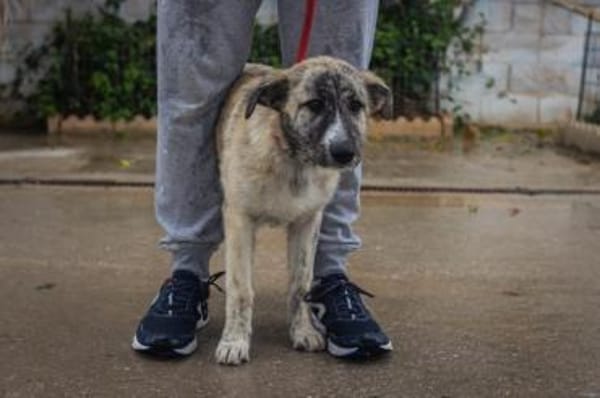 Luni möchte endlich eine Familie haben