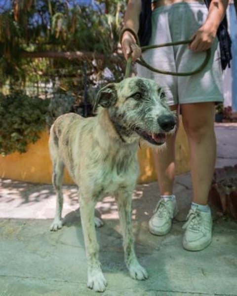Luni möchte endlich eine Familie haben