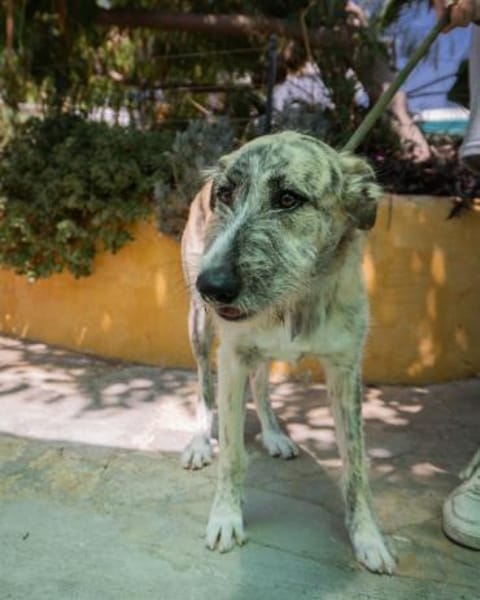 Luni möchte endlich eine Familie haben