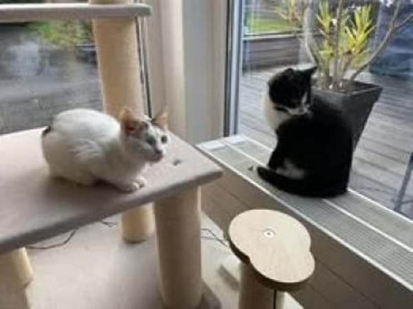 Kämpferin 💕Xenia💕sucht ihre Menschen