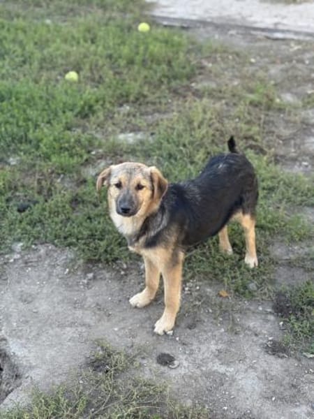 Junge Seele Aska sucht ihr Zuhause