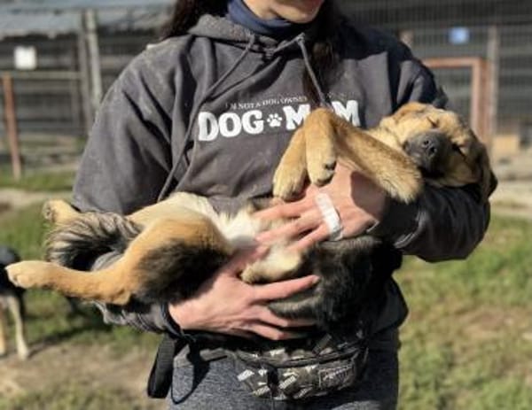 Junge Seele Aska sucht ihr Zuhause