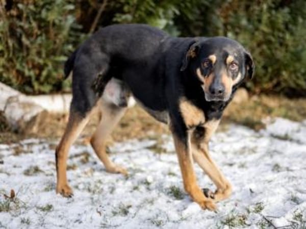 Leo möchte Ihr Herz erwärmen