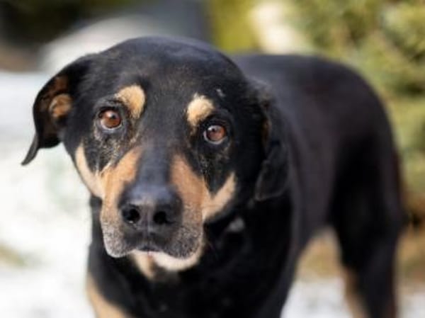 Leo möchte Ihr Herz erwärmen