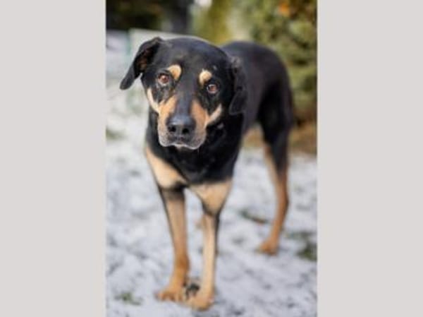 Leo möchte Ihr Herz erwärmen