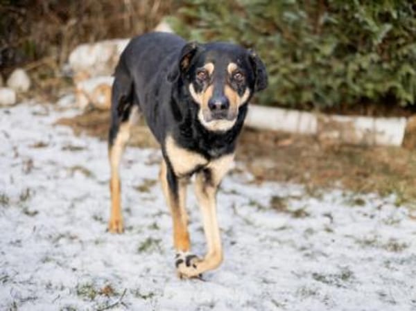 Leo möchte Ihr Herz erwärmen
