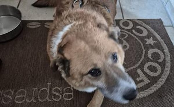 FOX sucht liebevolles Zuhause!