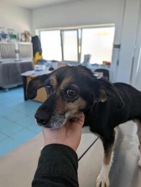 Hundeomi Lie sucht warmes Zuhause