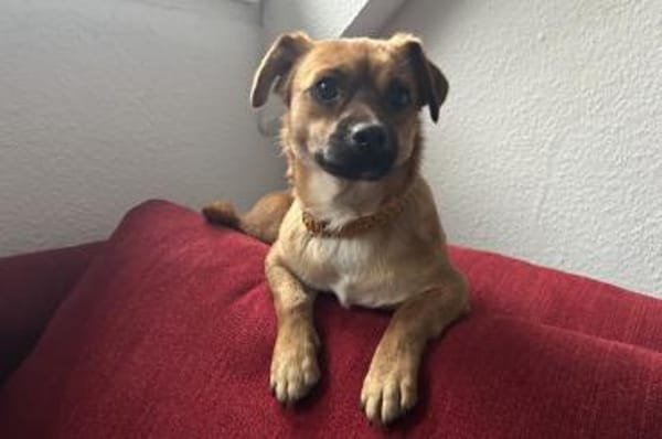 Pippo - wartet in 41363 Jüchen