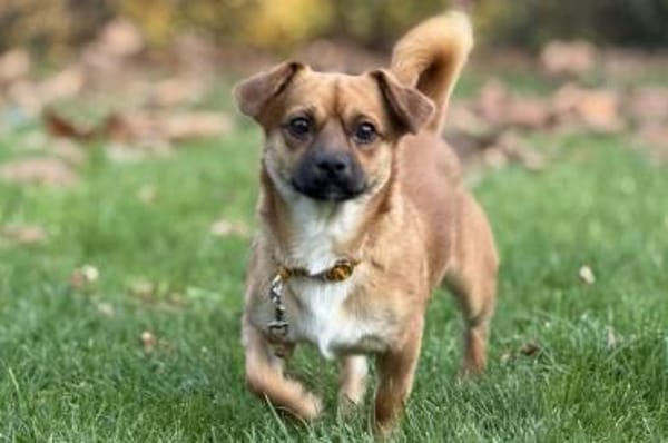 Pippo - wartet in 41363 Jüchen