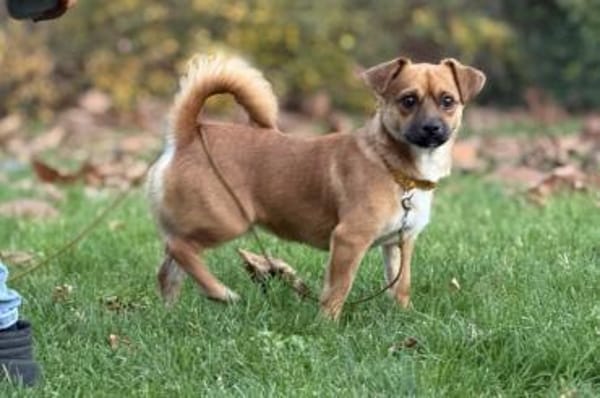 Pippo - wartet in 41363 Jüchen