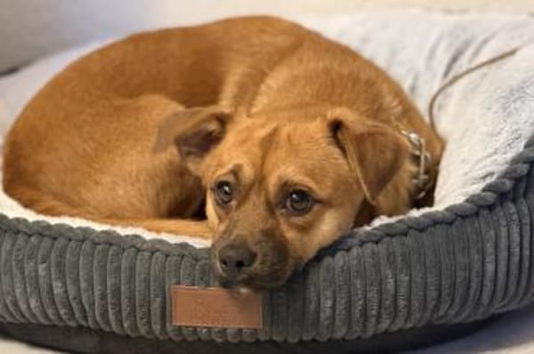 Pippo - wartet in 41363 Jüchen