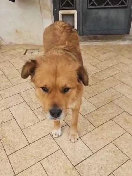 Laika 💚💚💚 lieb und kontaktfreudig