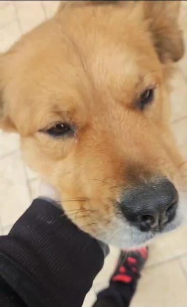 Laika 💚💚💚 lieb und kontaktfreudig