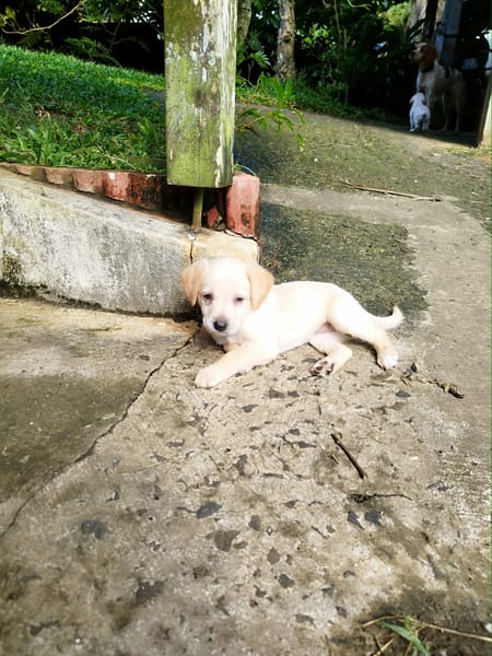 Eva un petit amour de créole