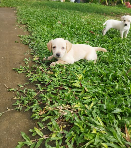 Eva un petit amour de créole