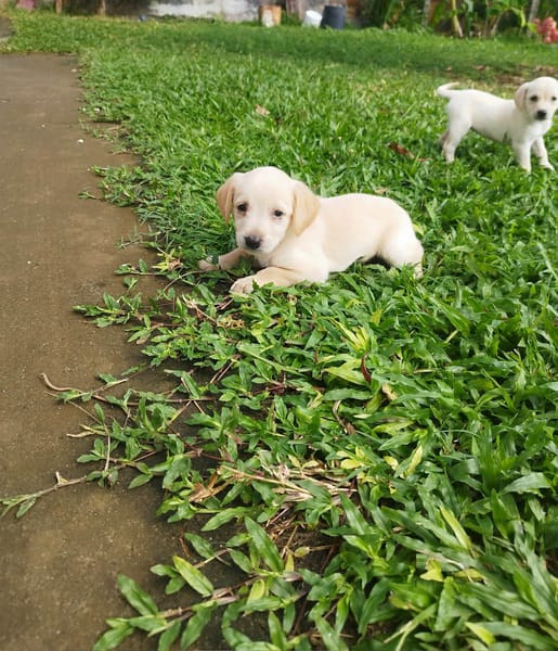 Eva un petit amour de créole