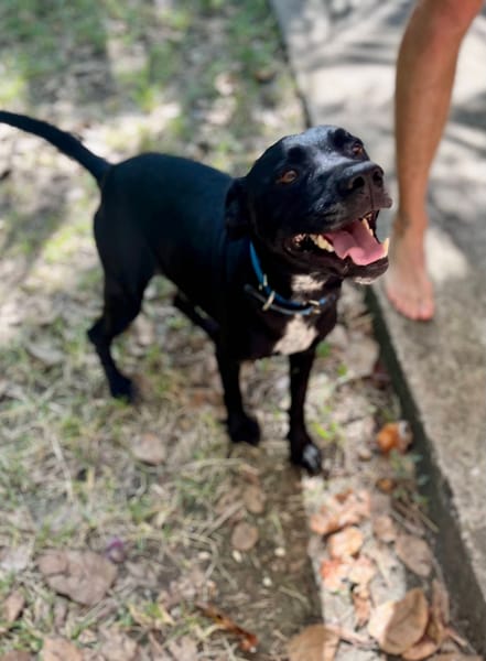 Victor, mâle X berger, né le 10/10/2024