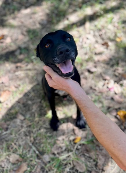 Victor, mâle X berger, né le 10/10/2024