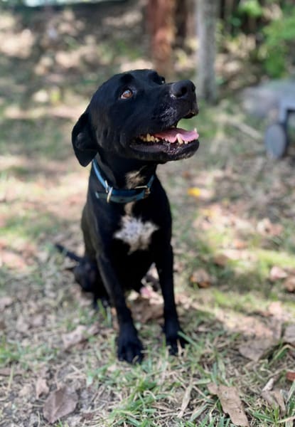 Victor, mâle X berger, né le 10/10/2024