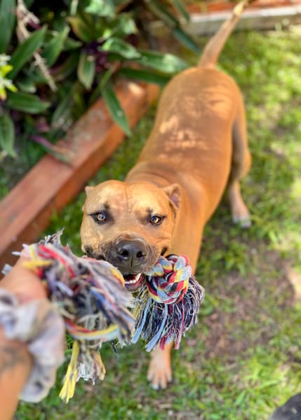 Omy, mâle croisé berger, né le 31/01/2024🐶